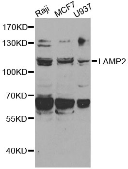 LAMP2 Antibody