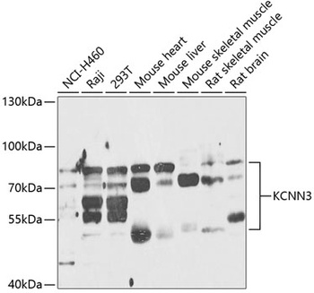 KCNN3 Antibody