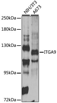ITGA9 Antibody