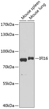 IFI16 Antibody