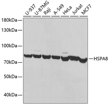 HSPA8 Antibody