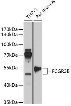 FCGR3B Antibody