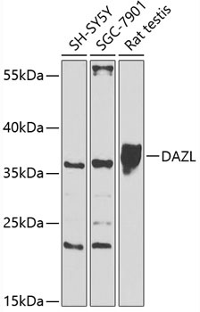 DAZL Antibody