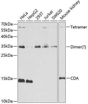 CDA Antibody