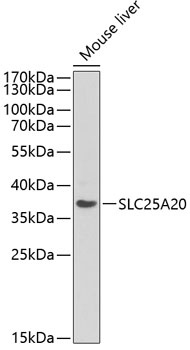SLC25A20 Antibody