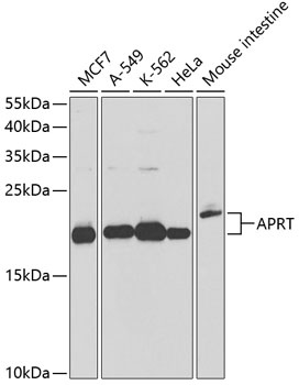 APRT Antibody