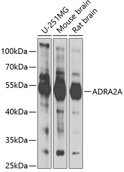 ADRA2A Antibody