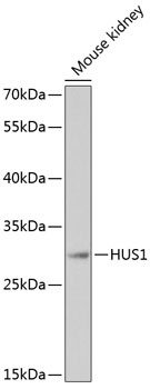 HUS1 Antibody