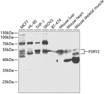 P2RY2 Antibody