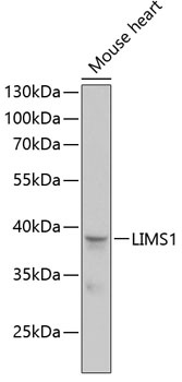LIMS1 Antibody