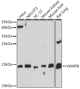 VAMP8 Antibody