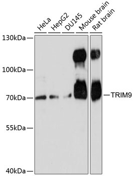 TRIM9 Antibody
