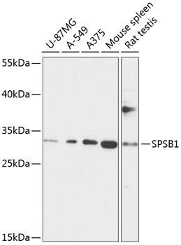 SPSB1 Antibody