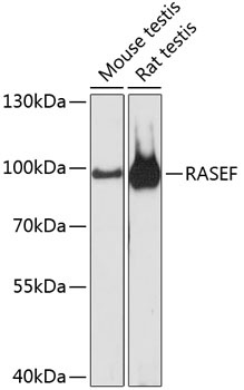 RASEF Antibody