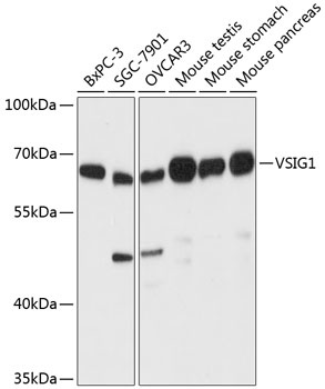 VSIG1 Antibody