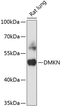 DMKN Antibody