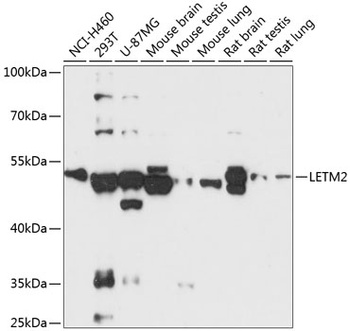 LETM2 Antibody