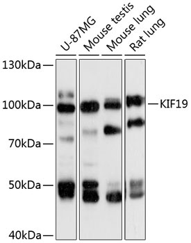 KIF19 Antibody