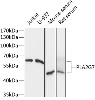 PLA2G7 Antibody