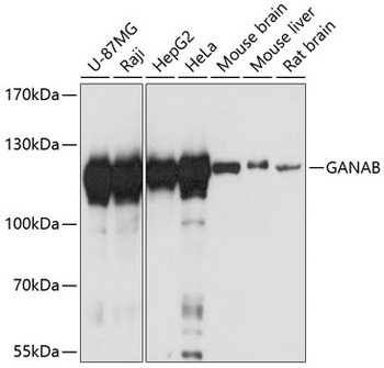 GANAB Antibody