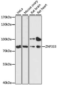 ZNF333 Antibody