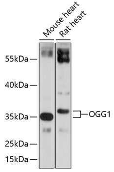 OGG1 Antibody