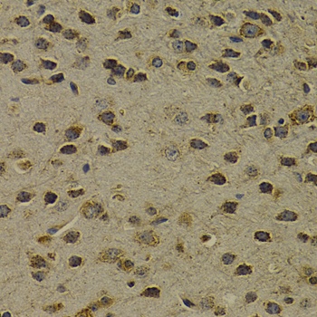 OGG1 Antibody