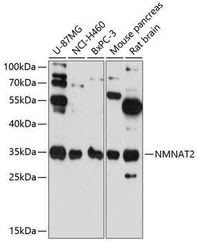 NMNAT2 Antibody