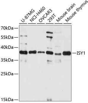 ISY1 Antibody