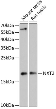 NXT2 Antibody