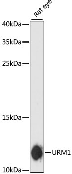 URM1 Antibody