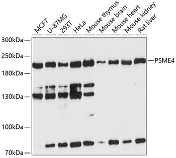PSME4 Antibody