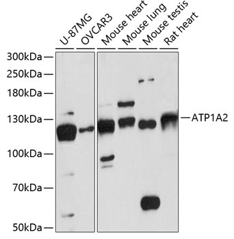 ATP1A2 Antibody
