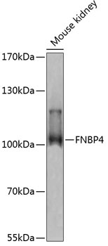 FNBP4 Antibody