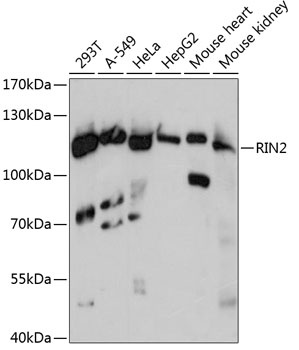 RIN2 Antibody