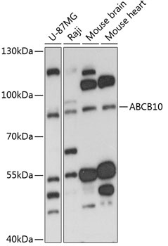 ABCB10 Antibody