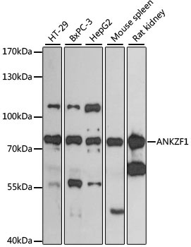 ANKZF1 Antibody