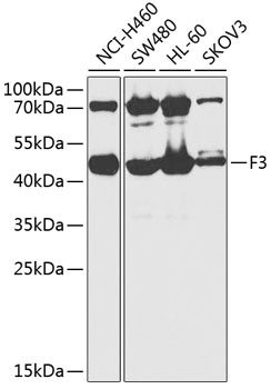 F3 Antibody