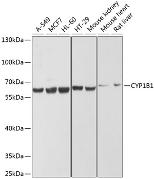 CYP1B1 Antibody