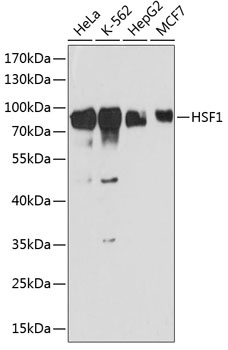 HSF1 Antibody