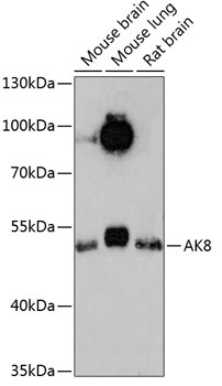 AK8 Antibody