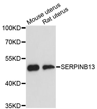 SERPINB13 Antibody