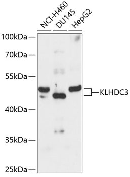 KLHDC3 Antibody