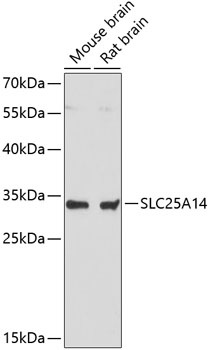 UCP5 Antibody