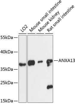 ANXA13 Antibody