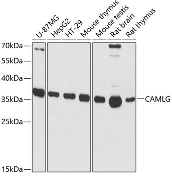 CAMLG Antibody