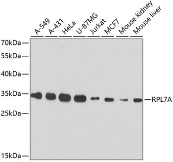 RPL7A Antibody