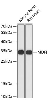 MDFI Antibody