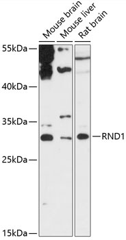 RND1 Antibody