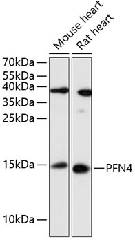 PFN4 Antibody